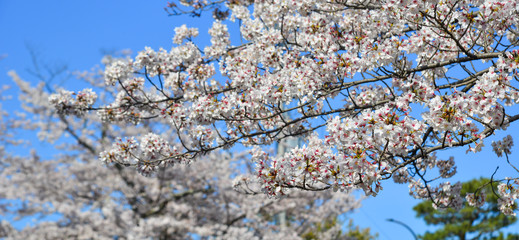 Cherry blossom (hanami) in Kyoto, Japan