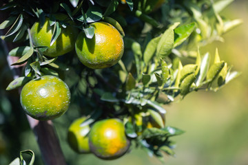 lemons on tree
