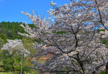Cherry blossom (hanami) in Kyoto, Japan