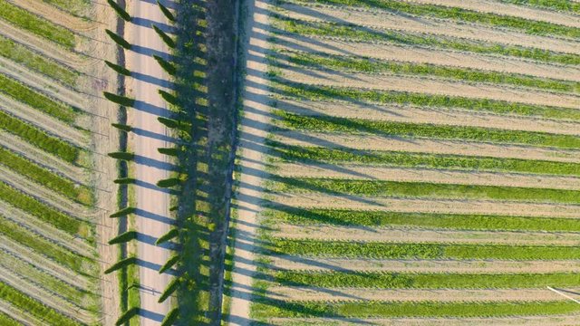 Tuscany, Italy. Aerial top view of the cypress alley with vineyards on each side