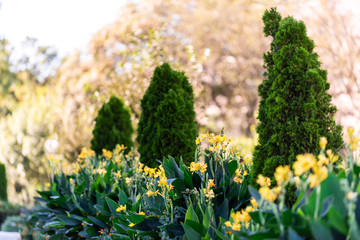 Autumn urban yellow canna flowers in Washington DC city street downtown city with cypress landscaped trees near capitol building in park