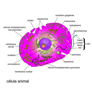 scientific drawing of animal cell view of a telescope