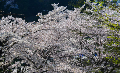Cherry blossom (hanami) in Kyoto, Japan