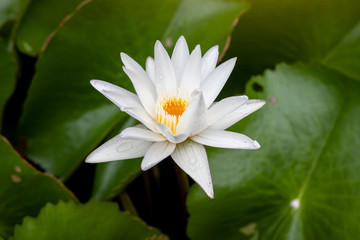 White lotus or water lily flower bloom beautiful in pond.