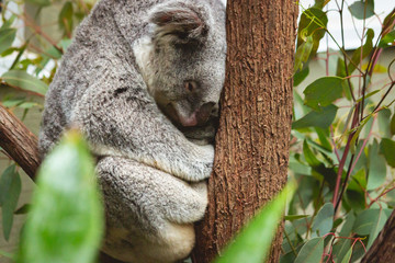 cute fluffy koala bear sitting and sleeping on his branch