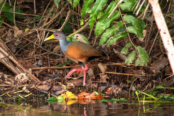 blue heron