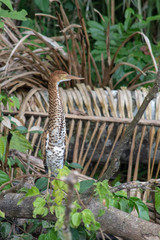 Fototapeta premium tiger heron
