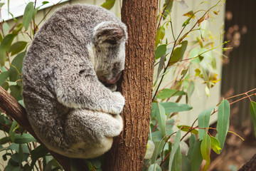 cute fluffy koala bear sitting and sleeping on his branch