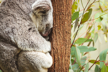 cute fluffy koala bear sitting sleeping on his branch Gold Coast