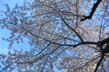 Cherry blossom (hanami) in Kyoto, Japan