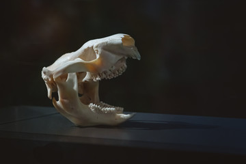 koala head skull © QuickStartProjects