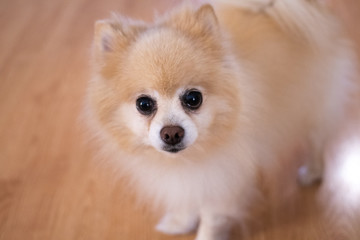 Pomeranian