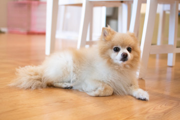 Pomeranian