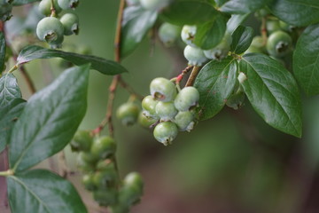 Blue Berries on a Vine Before Being Ripe