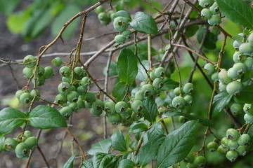 Blue Berries on a Vine Before Being Ripe