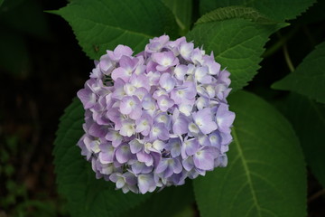 Blue and Purple Hydrangea