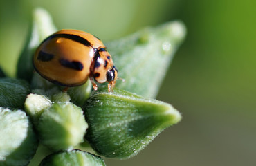 Ladybeetle