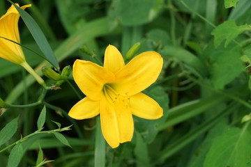 Fototapeta na wymiar Yellow Flower Isolated in Garden