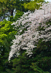 Cherry blossom (hanami) in Kyoto, Japan