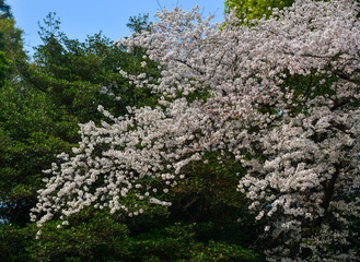 Cherry blossom (hanami) in Kyoto, Japan