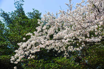 Cherry blossom (hanami) in Kyoto, Japan