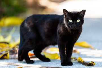 Stray black fur cat with green eyes staring looking on sidewalk street in Sarasota, Florida, scared...