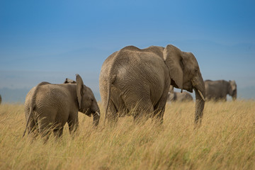African elephant walking in savanna