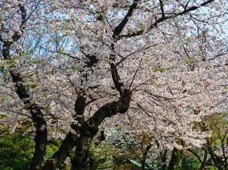 Cherry blossom (hanami) in Kyoto, Japan