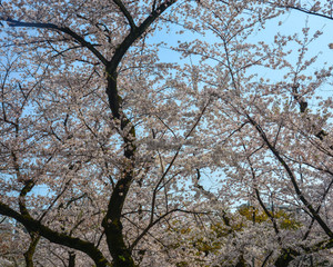 Cherry blossom (hanami) in Kyoto, Japan
