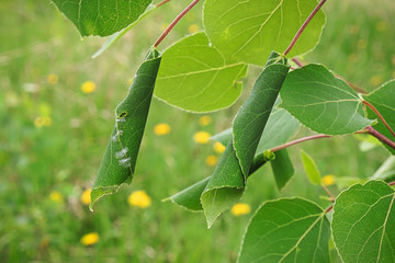 Two leaves curled by leaf roller caterpillars