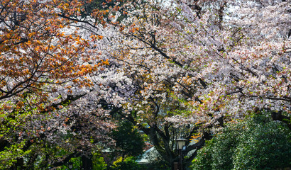 Cherry blossom (hanami) in Kyoto, Japan