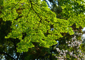 Fototapeta na wymiar Green maple leaves on the tree