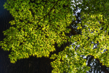 Green maple leaves on the tree