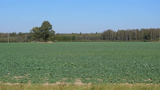 Car side window view of agricultural swede or rutabaga field driving in countryside.