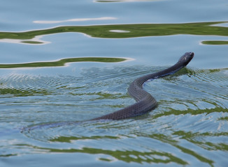 black snake in water