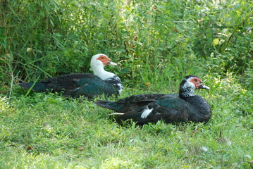 two birds in greenery