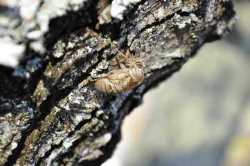 hard shell bug on tree