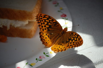 butterfly on lunch plate