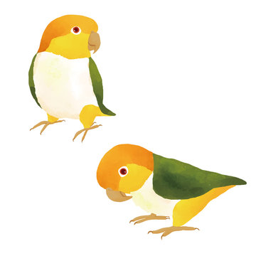 キモモシロハラインコ