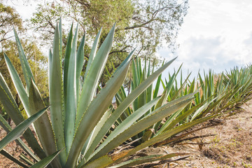 Obraz premium cactus in the desert