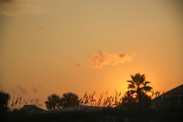 Fototapeta na wymiar Palm Trees and Sea Oats Silhouetted by the Sunset in Jacksonville Beach, Florida