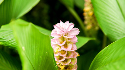 colorful flower on dark tropical foliage nature background