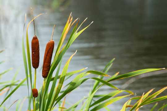 Cattails Line a Pond near the Intracoastal Waterway in Jacksonville Beach, Florida