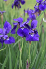 siberian iris 2