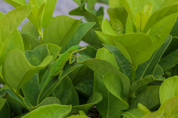 Green Lizard on a Viburnum Bush