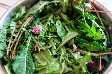 Pot filled with wild green dandelion leaves and pink clover flowers for health closeup showing...