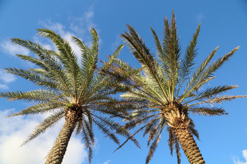 Obraz na płótnie Canvas Palm Trees Against the Florida Sky in Jacksonville Beach