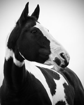 Portrait of a Paint Horse