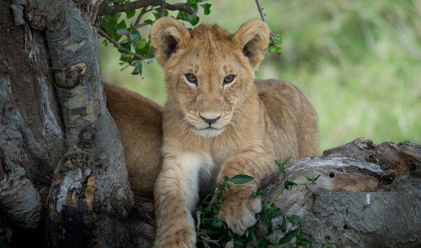 Lioness sitting and looking at the savanna