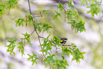 Green oak tree with Yellow-Rumped Male Myrtle Warbler bird with yellow color and bokeh background...